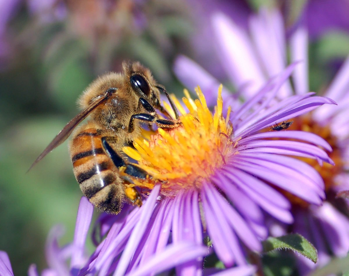 Mar del Plata reúne a científicos latinoamericanos para estudiar cómo proteger a las abejas