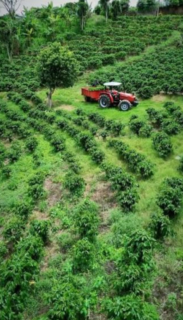 En Coto Brus, Costa Rica, tiraron 30 camiones de pulpa de café: dos años después, el terreno se convirtió en bosque
