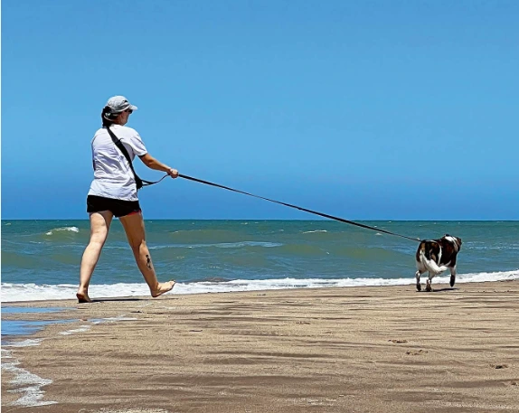 El Concejo analiza cambios en las reglas para el cuidado y protección de mascotas en Mar del Plata