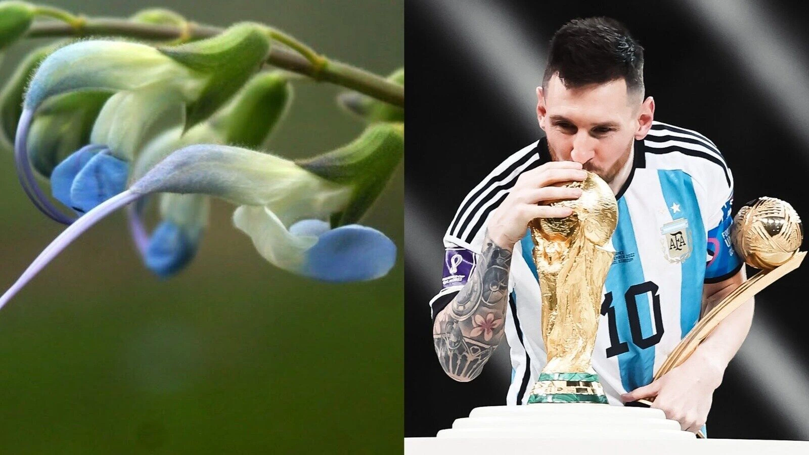 Descubrieron una nueva planta en los Andes peruanos y la bautizaron en honor a Lionel Messi